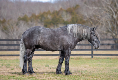 HorseID: 2307156 KEYSTONE - PhotoID: 1091069