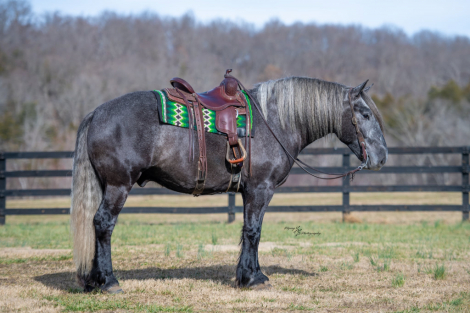 HorseID: 2307156 KEYSTONE - PhotoID: 1091070