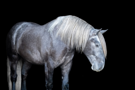 HorseID: 2307156 KEYSTONE - PhotoID: 1091071