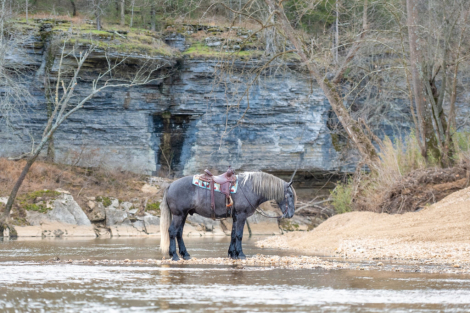 HorseID: 2307156 KEYSTONE - PhotoID: 1091072