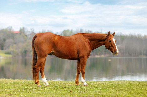HorseID: 2307156 TADPOLE - PhotoID: 1091070
