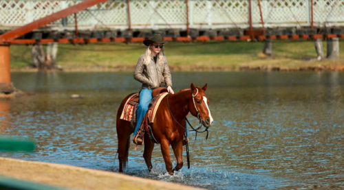 HorseID: 2307156 TADPOLE - PhotoID: 1091071
