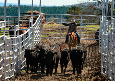 HorseID: 2307156 TADPOLE - PhotoID: 1091072