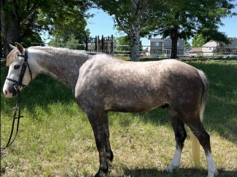 HorseID: 2307158 ROMEO - PhotoID: 1091089