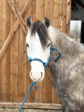 HorseID: 2307158 ROMEO - PhotoID: 1091090