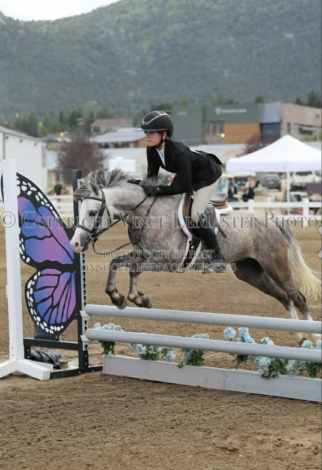 HorseID: 2307158 ROMEO - PhotoID: 1091091