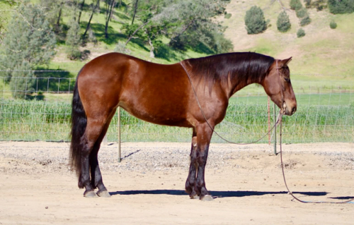 HorseID: 2307160 CALLIE - PhotoID: 1091061