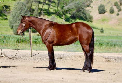 HorseID: 2307160 CALLIE - PhotoID: 1091062