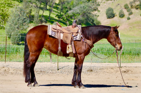 HorseID: 2307160 CALLIE - PhotoID: 1091063