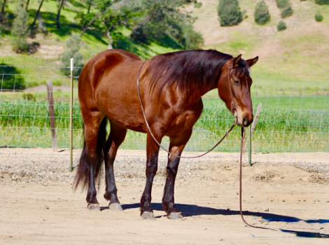 HorseID: 2307160 CALLIE - PhotoID: 1091064