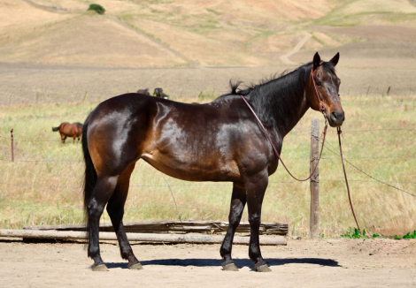 HorseID: 2307160 SASHA - PhotoID: 1091061