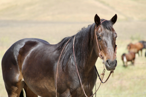 HorseID: 2307160 SASHA - PhotoID: 1091062