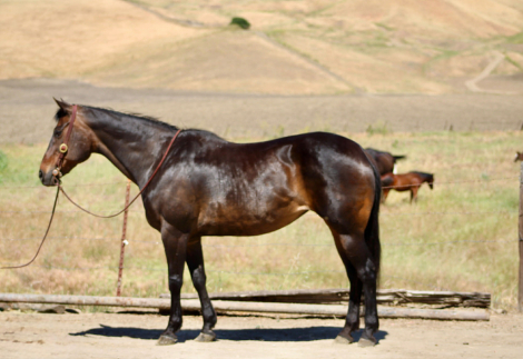 HorseID: 2307160 SASHA - PhotoID: 1091063