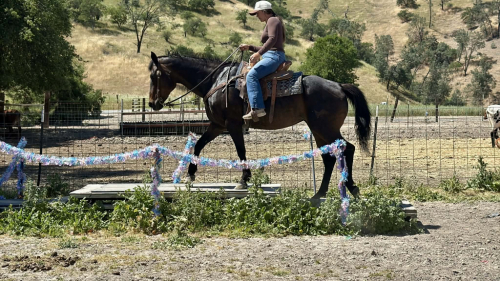 HorseID: 2307160 SASHA - PhotoID: 1091064