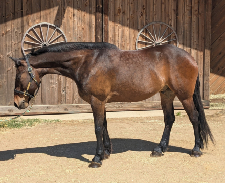 HorseID: 2307209 Storm - PhotoID: 1091153