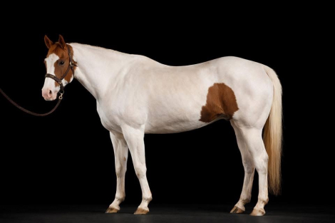 HorseID: 2307274 FELIX - PhotoID: 1091368