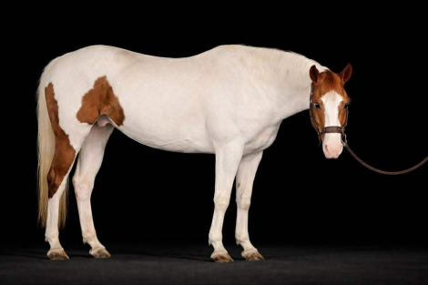 HorseID: 2307274 FELIX - PhotoID: 1091369