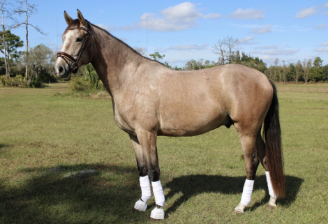 HorseID: 2307274 BEHOLD TEODORO CFS - PhotoID: 1091368