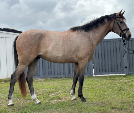 HorseID: 2307274 BEHOLD TEODORO CFS - PhotoID: 1091369