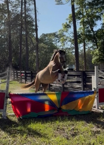 HorseID: 2307274 BEHOLD TEODORO CFS - PhotoID: 1091371