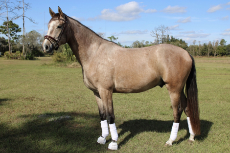 HorseID: 2307274 BEHOLD TEODORO CFS - PhotoID: 1091368