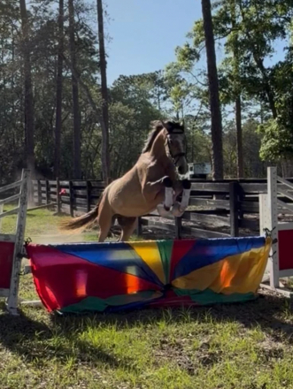 HorseID: 2307274 BEHOLD TEODORO CFS - PhotoID: 1091370