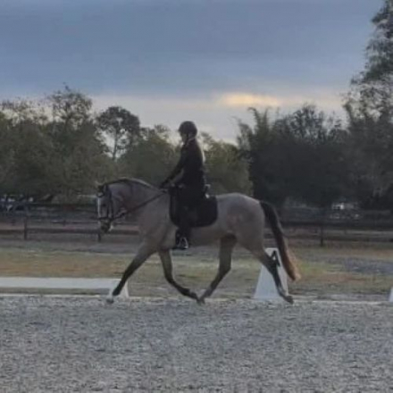 HorseID: 2307274 BEHOLD TEODORO CFS - PhotoID: 1091371