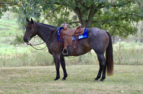 HorseID: 2307276 WHITTMORES HAZZ - PhotoID: 1091364