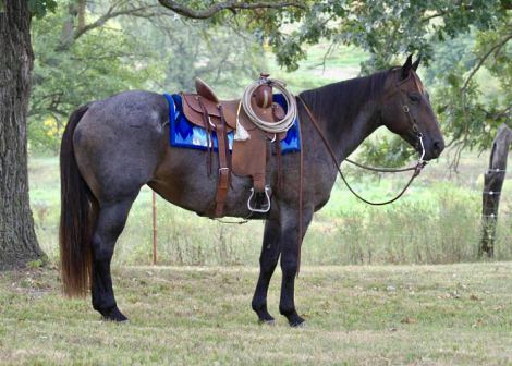 HorseID: 2307276 WHITTMORES HAZZ - PhotoID: 1091365