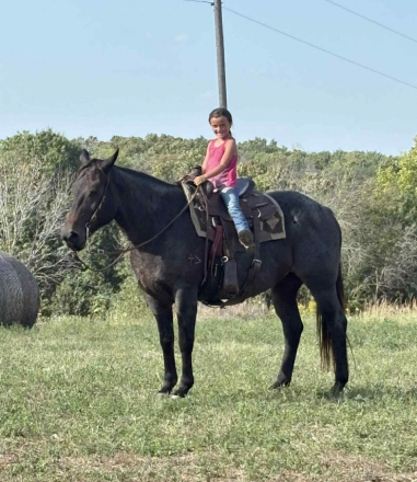 HorseID: 2307276 WHITTMORES HAZZ - PhotoID: 1091366