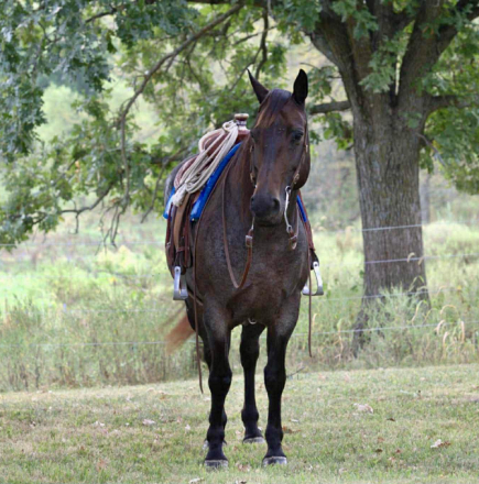 HorseID: 2307276 WHITTMORES HAZZ - PhotoID: 1091367