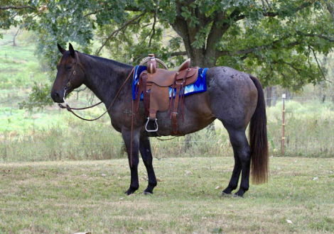 HorseID: 2307276 WHITTMORES HAZZ - PhotoID: 1091364