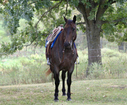 HorseID: 2307276 WHITTMORES HAZZ - PhotoID: 1091366