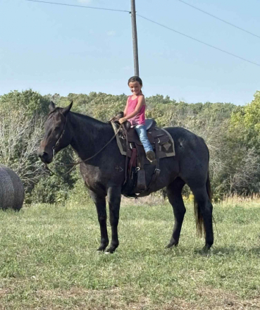 HorseID: 2307276 WHITTMORES HAZZ - PhotoID: 1091367