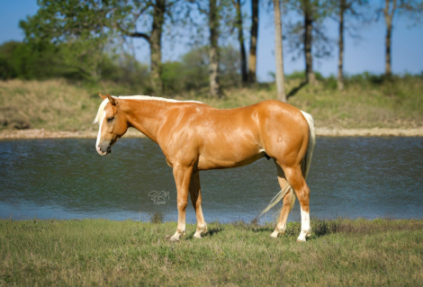 HorseID: 2307591 WTWE FRENCHMEN DO - PhotoID: 1091537