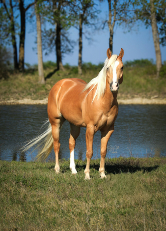 HorseID: 2307591 WTWE FRENCHMEN DO - PhotoID: 1091538