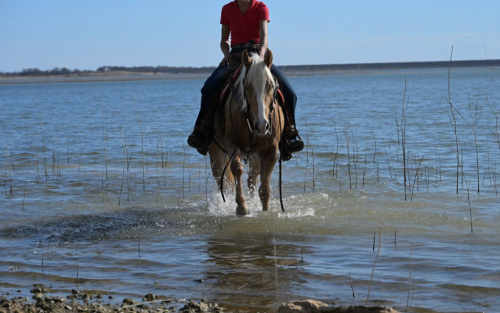 HorseID: 2307591 WTWE FRENCHMEN DO - PhotoID: 1091539