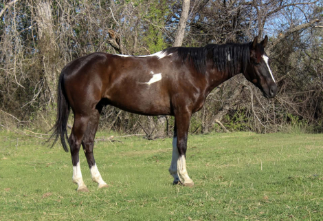 HorseID: 2307592 BLIZZARD - PhotoID: 1091540