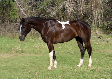 HorseID: 2307592 BLIZZARD - PhotoID: 1091541