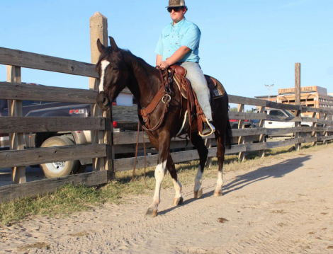 HorseID: 2307592 BLIZZARD - PhotoID: 1091542