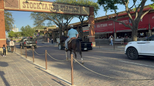 HorseID: 2307592 BLIZZARD - PhotoID: 1091543