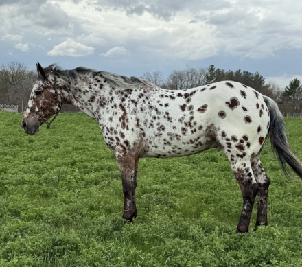 HorseID: 2307592 ZIPPIN WITH COLOR - PhotoID: 1091540