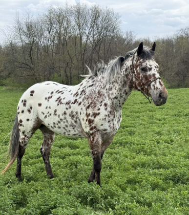 HorseID: 2307592 ZIPPIN WITH COLOR - PhotoID: 1091541