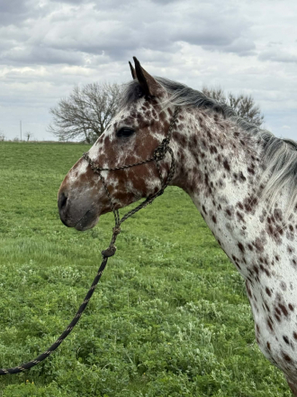 HorseID: 2307592 ZIPPIN WITH COLOR - PhotoID: 1091542
