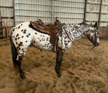 HorseID: 2307592 ZIPPIN WITH COLOR - PhotoID: 1091543