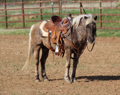 HorseID: 2307593 COCO PUFF - PhotoID: 1091544