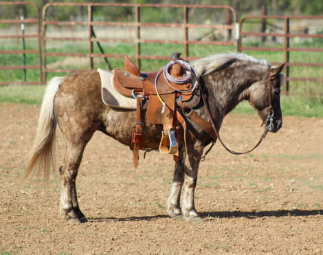 HorseID: 2307593 COCO PUFF - PhotoID: 1091545