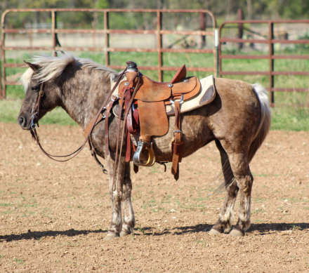 HorseID: 2307593 COCO PUFF - PhotoID: 1091546