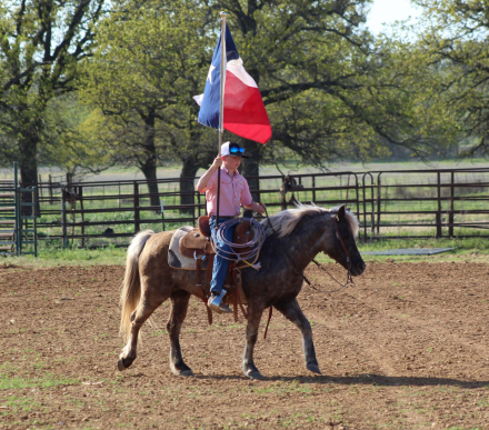 HorseID: 2307593 COCO PUFF - PhotoID: 1091547