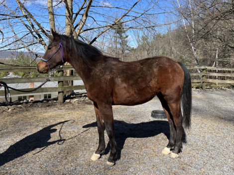 HorseID: 2307770 Diamonds Westwind Bo - PhotoID: 1091771